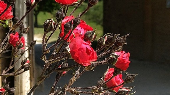 Rosen im Rosengarten des Chateau de Berzé