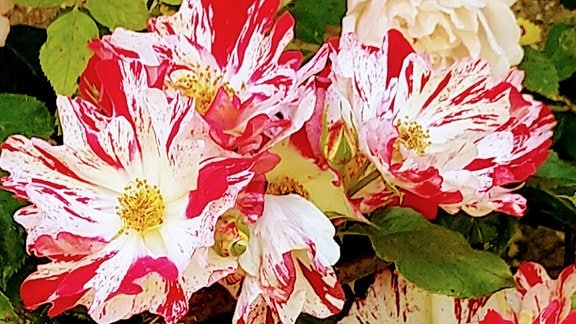 Blumen im Jardins de Barbirey