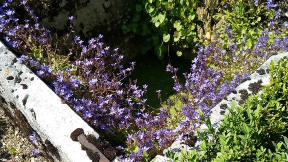 Ein alter Brunnen, der mit Glockenblumen überwuchert ist im Jardins de Barbirey