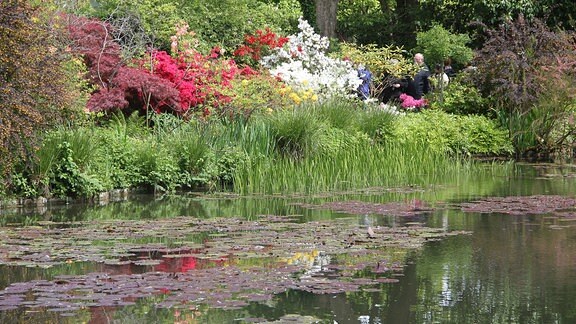 Teich mit Seerosen und Uferbepflanzung.