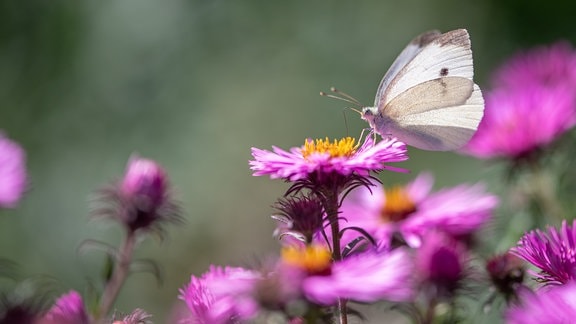 Schmetterling auf Blüte einer Aster in naturnahem Garten