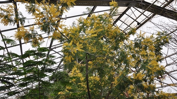 Ein großer Baum mit gelben Blüten (Silberakazie).
