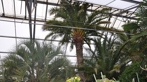 Eine große Palme steht im Überwinterungshaus.