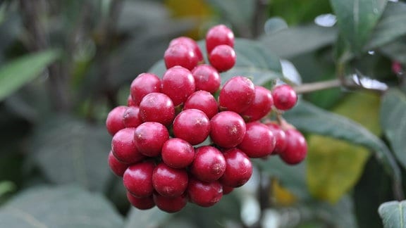 Rote Früchte an einem Hammerstrauch aus Mittelamerika.
