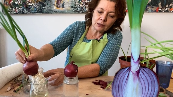 Gärtnerin Brigitte Goss zeigt eine Zwiebel, die auf einem Wasserglas ausgetrieben ist