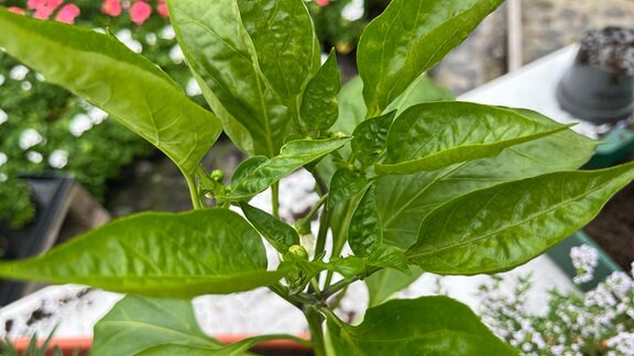 Gelbe Blockpaprika Capsicum annuum 'Almira Midi Orange'