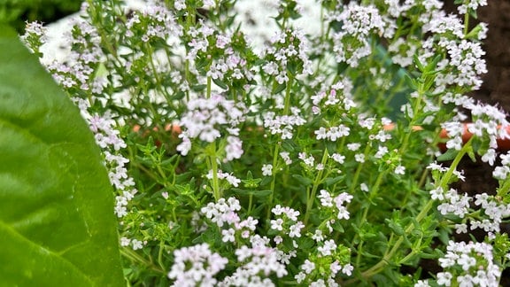 Kugelthymian Thymus vulgaris