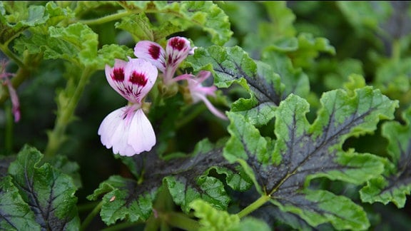 Pelargonie mit Blättern, die aussehen wie Buchenblätter