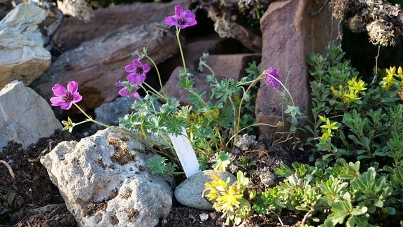 Rosa bühendes Geranium cinereum wächst in einem Beet zwischen großen Steinen und neben dem Sedum 'Weihenstephaner Gold'. 