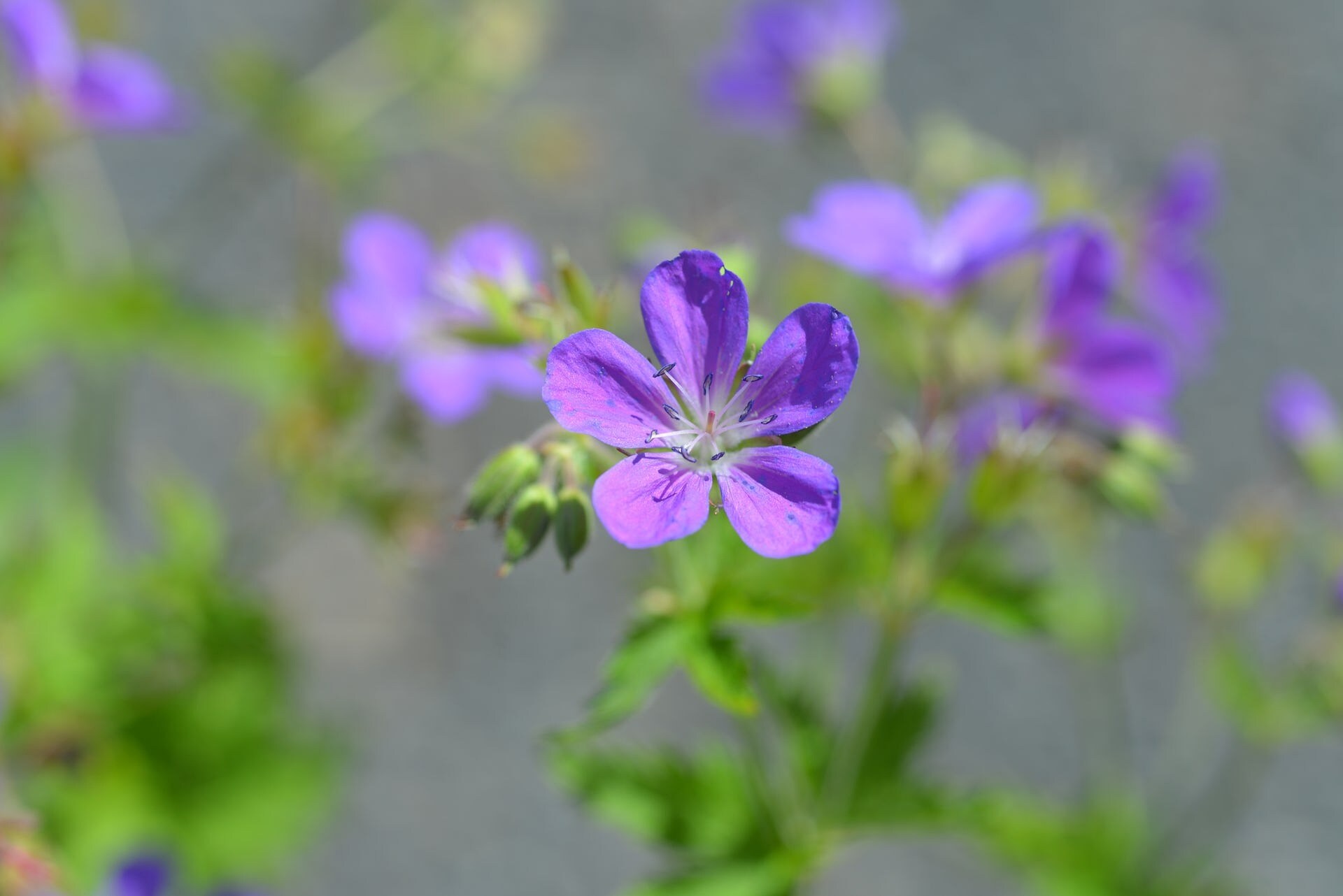 Geranium schöne Sorten MDR.DE