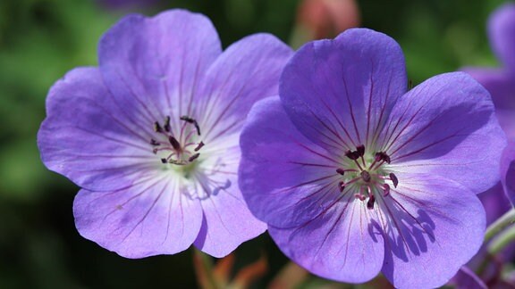 Blaue Blüten des Geraniums Rozanne in Kombination mit weißen Rosen