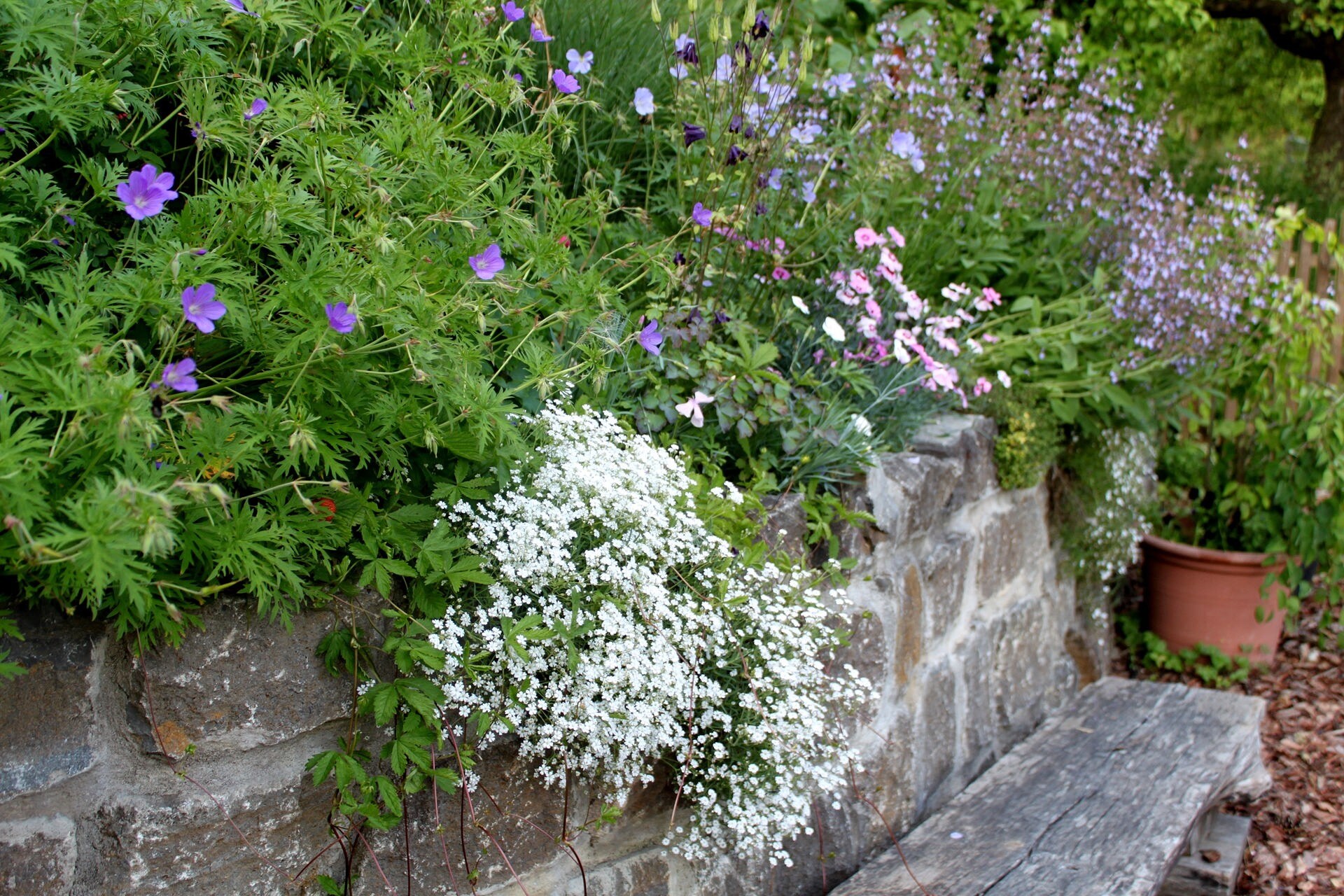 Mit Storchschnabel den Garten gestalten MDR.DE