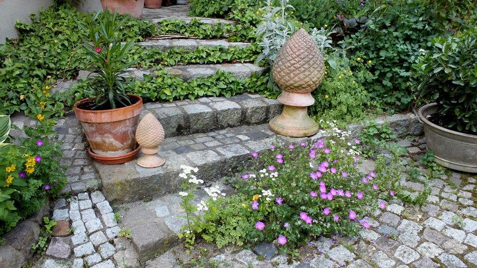 Mit Geranium den Garten gestalten Stauden für Sonne bis