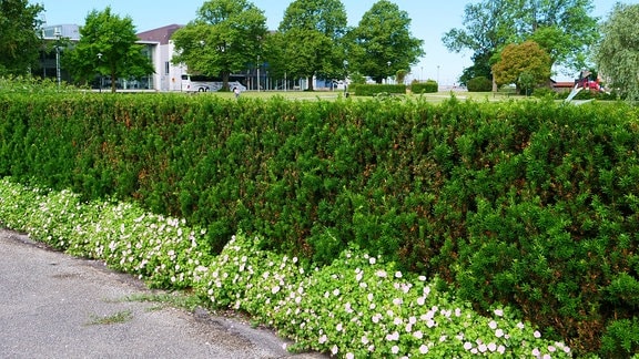 Geranium mit zartrosa Blüten wächst vor einer Hecke