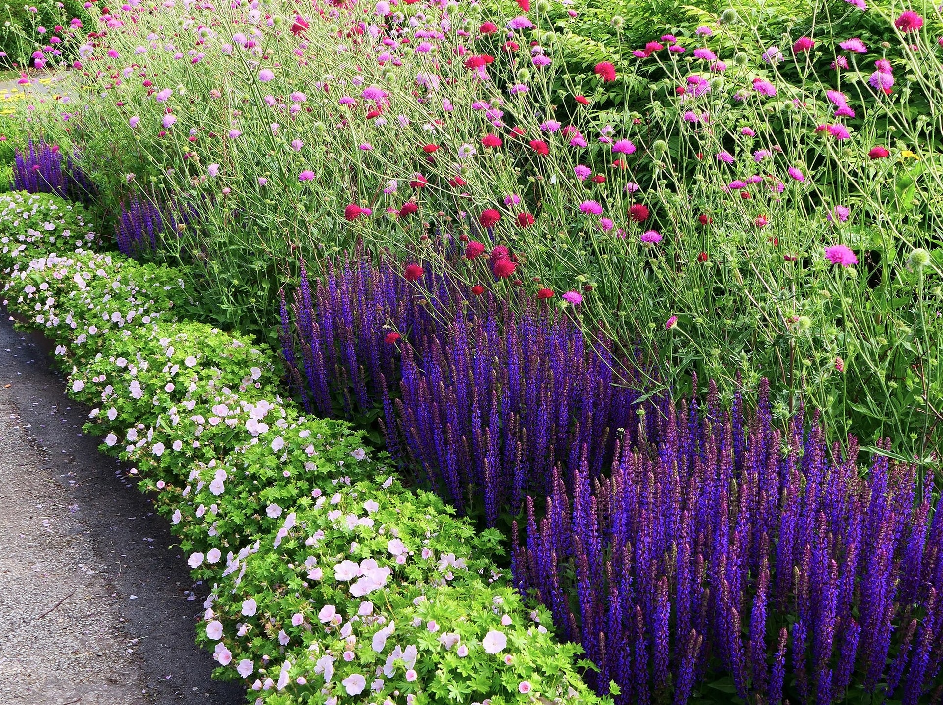 49+ großartig Foto MdrGarten.de Geranium Blühwunder