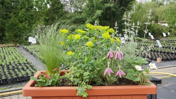 Blumenkasten mit Mädchenhaargras, Goldwolfsmilch, Katzenminze, Erdbeeren, Oregano und Küchenschelle. 