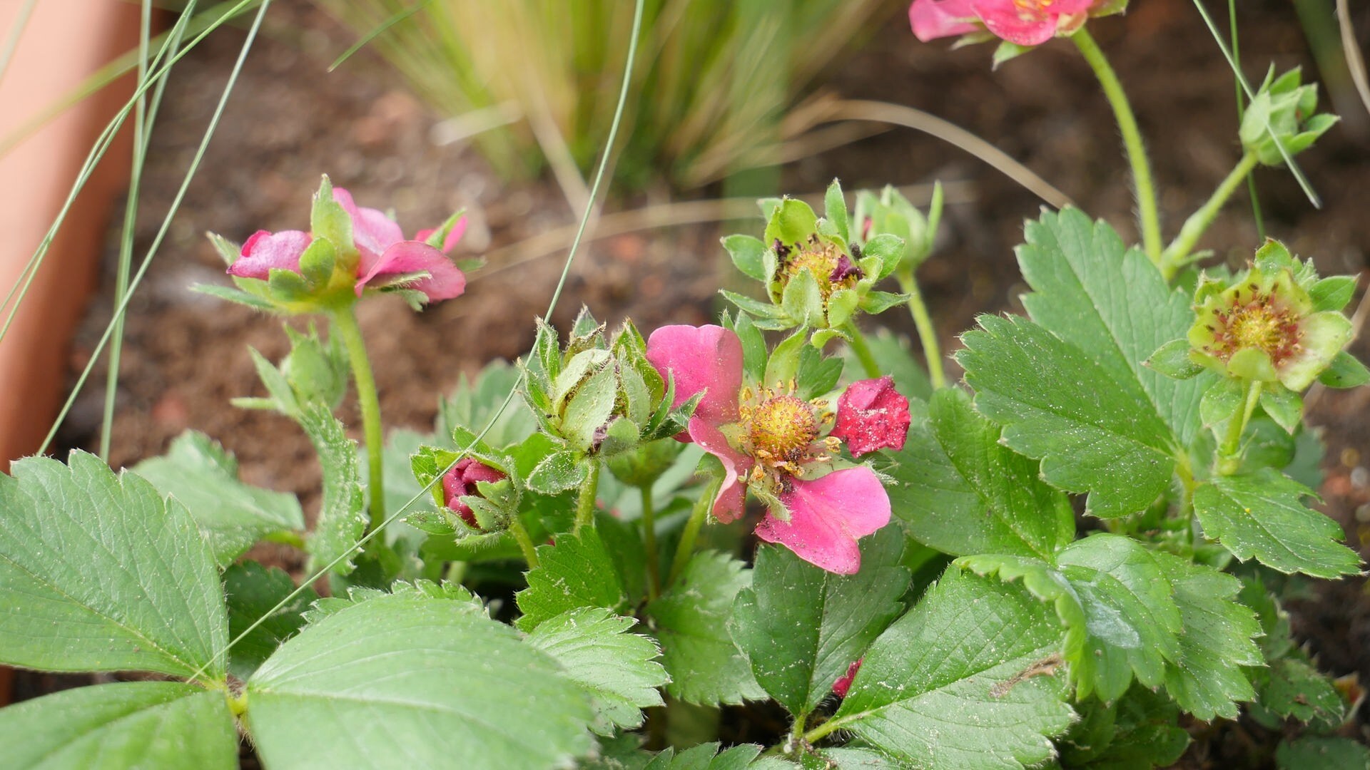 Ein Blumenkasten mit Erdbeeren und Oregano für den sonnigen Balkon MDR.DE