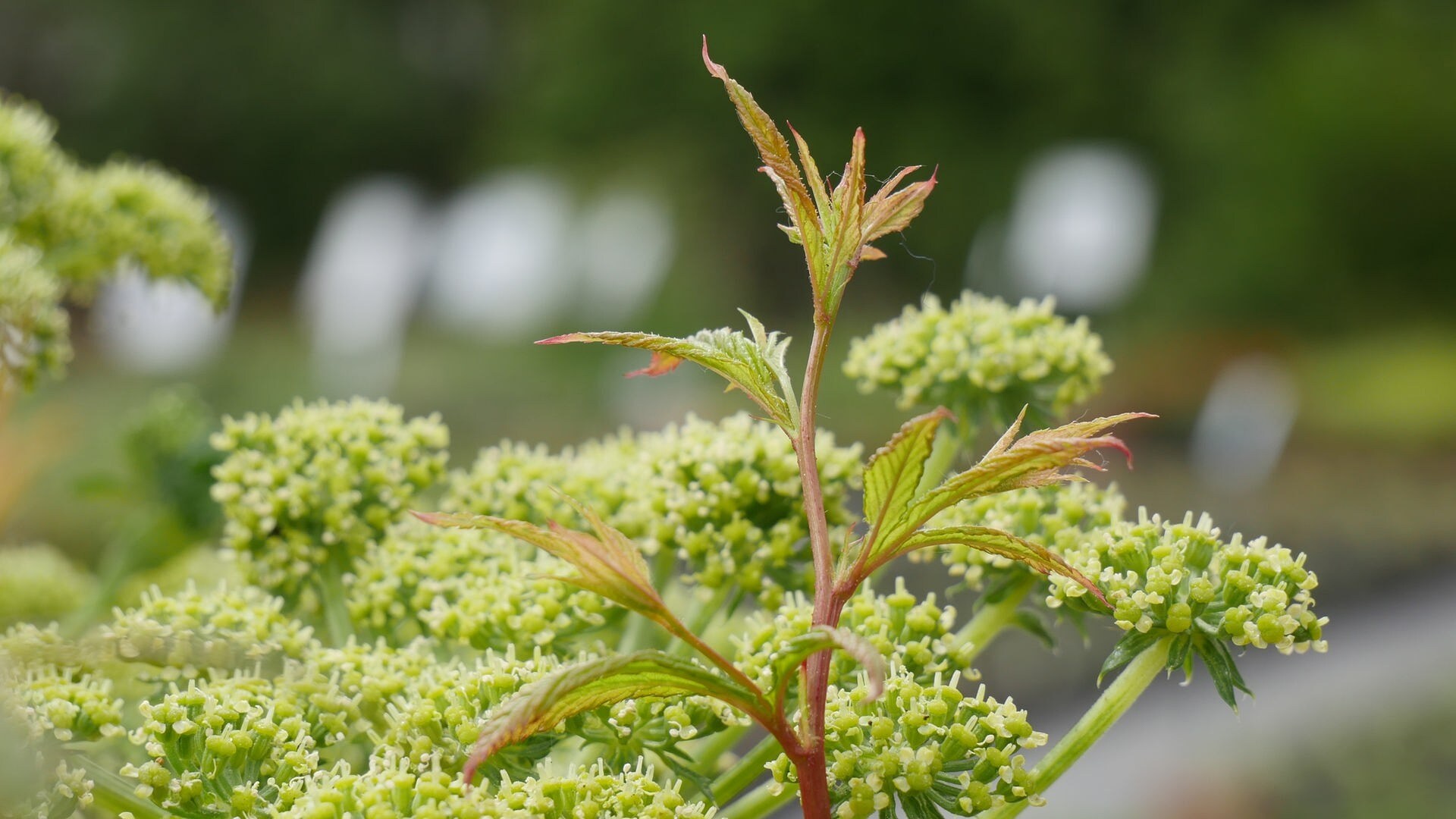 pflanzen balkonkasten halbschatten