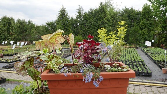 Blumenkasten mit Maiapfel, Purpurglöckchen, Mandelwolfsmilch, Immergrün, Lerchensporn und Taubnessel.  