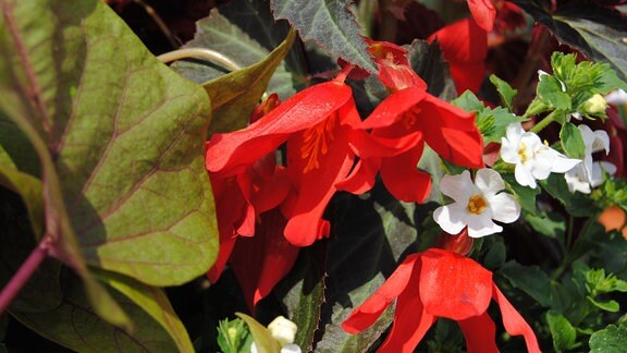 Rote Blüten einer Begonie der Art Begonia boliviensis in einem üppig bepflanzten Balkonkasten.