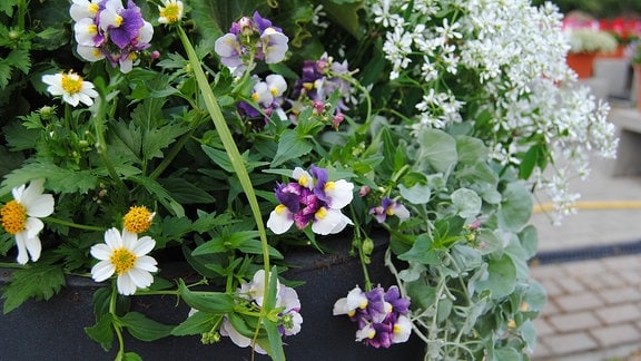Blühender Elfenspiegel, auch Nemesia genannt, mit hellgelb-violett gefärbten Blüten in einem Pflanzkübel mit verschiedenen anderen Pflanzen.