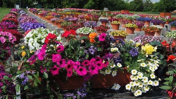 Ein mit Blumen, die in verschiedenen Farben blühen, üppig bepflanzter Balkonkasten steht auf einem Pflanztisch auf dem Gelände der Lehr- und Versuchsanstalt für Gartenbau in Erfurt.