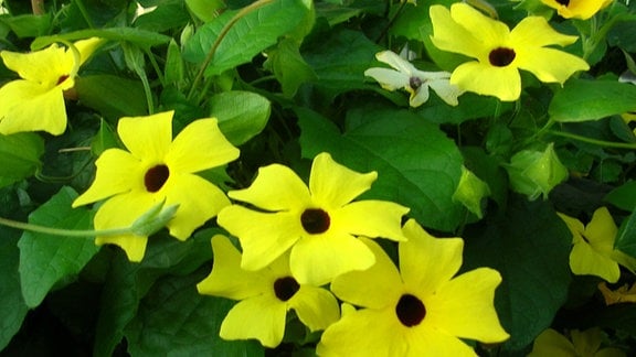 Gelbe Blüten mit schwarzen Knopf der Kletterpflanze "Schwarzäugigen Susanne"  