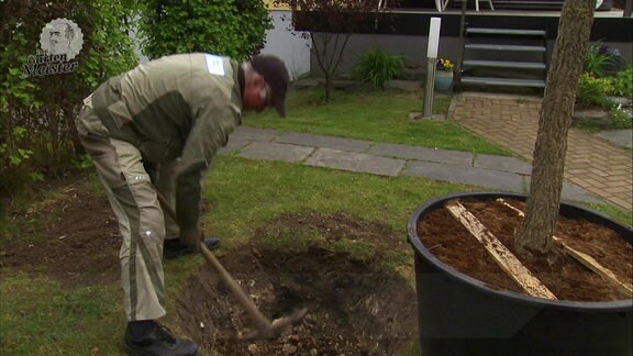 Der MDR Gartenmeister Jürgen Meister hebt mit Hilfe einer Spitzhacke ein Loch in einem Stück Rasen für einen Baum aus, der in einem Pflanzgefäß daneben steht