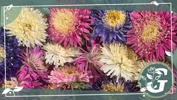 Blüten in verschiedenen Farben liegen nebeneinander auf einem Teller. Sie sind getrocknet. 