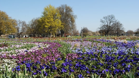 Großes Blumenbeet im Egapark zur Bundesgartenschau 2021