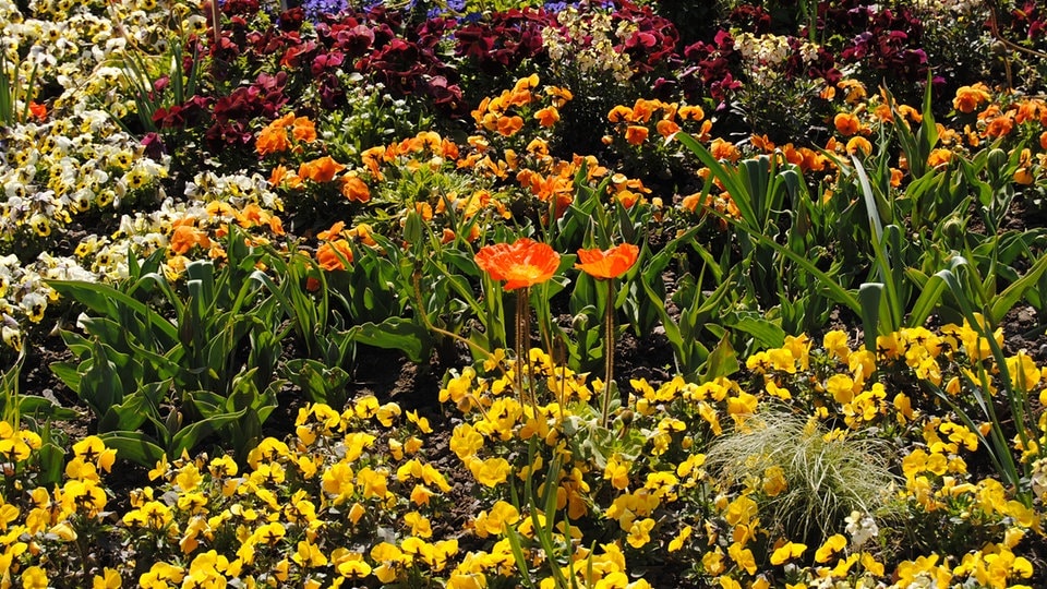 Leichte Sprache: In Erfurt fängt die Bundes-Garten-Schau ...