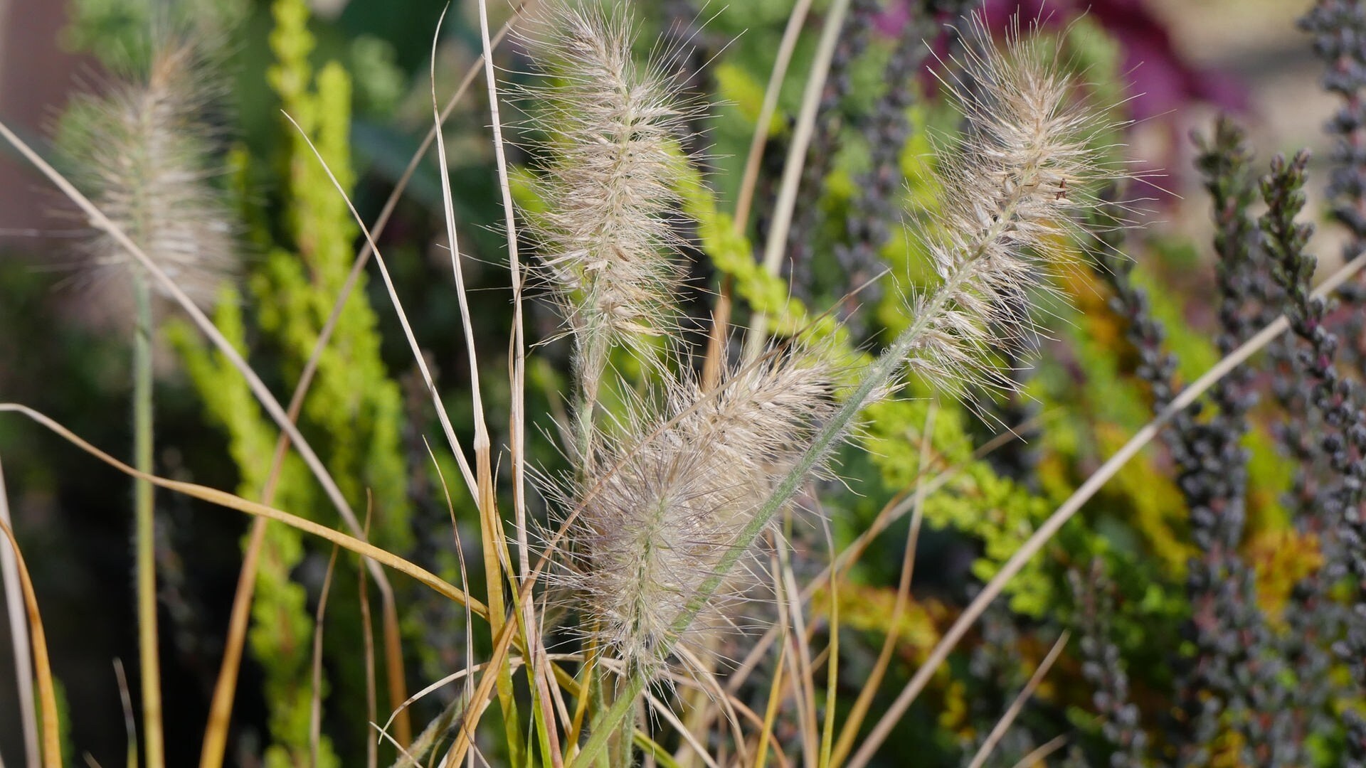 Ein Blumenkasten für Herbst und Winter | MDR.DE