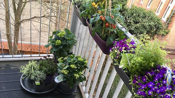 Blumenkübel auf einem Balkon. In Blumenkästen wachsen Blumen und kleine Tomaten.