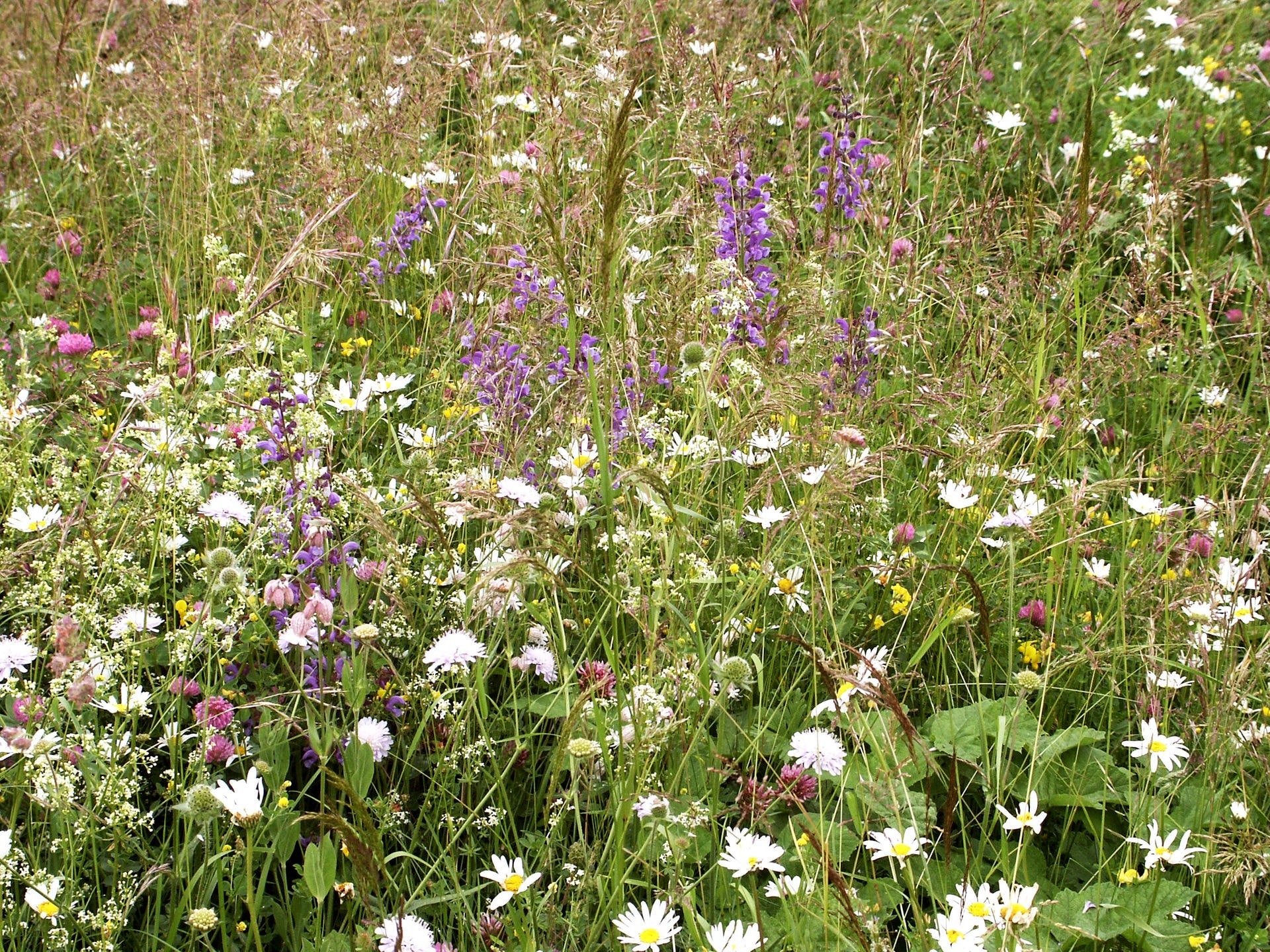 Schritt für Schritt Blumenwiese und Blumensaum anlegen MDR.DE