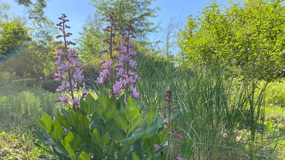 54+ Ein Garten Über Der Elbe Taschenbuch, Als hedda ihre stelle als