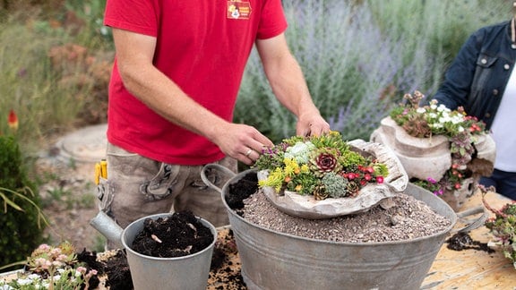 Gärtner Pascal Klenart bepflanzt eine Schale mit Sukkulenten.
