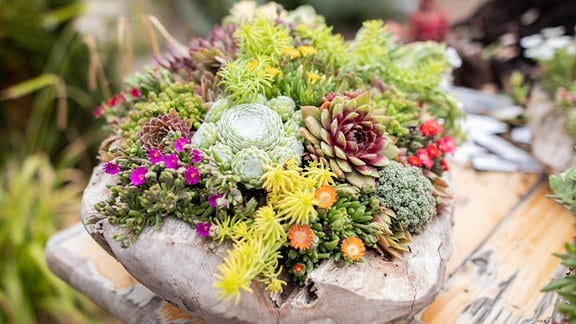 Eine dekorative Schale bepflanzt mit Sukkulenten verschiedener Farben, Formen und Höhen.