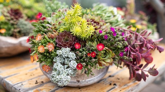 Eine dekorative Schale bepflanzt mit Sukkulenten verschiedener Farben, Formen und Höhen.