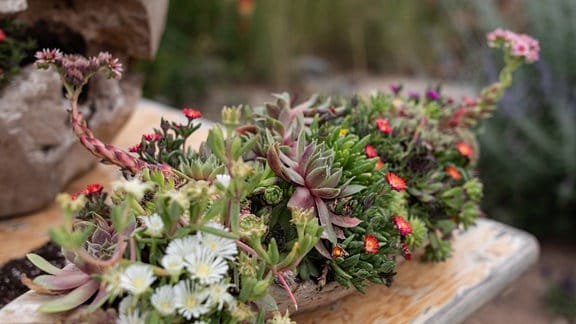  Eine dekorative Schale bepflanzt mit Sukkulenten verschiedener Farben, Formen und Höhen.