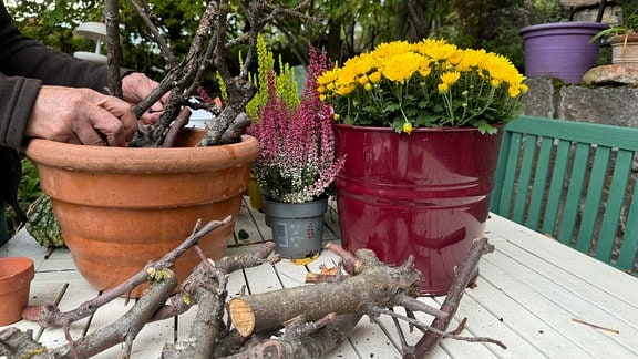 Hoher Topf mit Holzabschnitten vom Obstbaumschnitt füllen