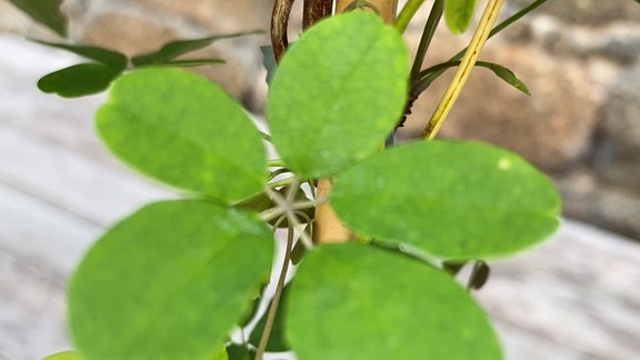 Blätter einer Fünfblättrigen Akebie