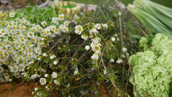 Weiße, kleine Blüten der Wachsblume. 