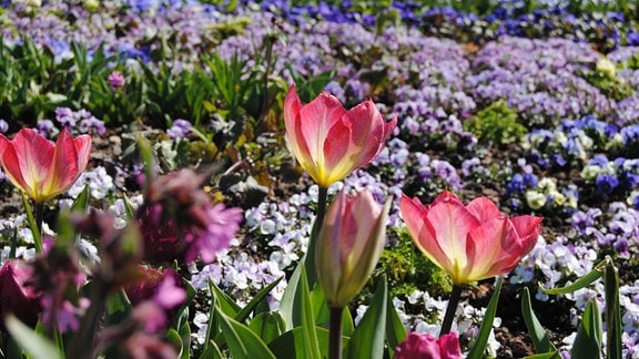 Blumenbeet mit Tulpen, Stiefmütterchen, Hornveilchen und anderen Frühblühern