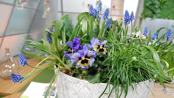 Frühlingsblumen im Topf: Hyazinthe Blaustern Lungenkraut Grasnelke