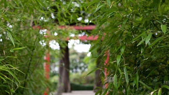 Der japanische Garten in Bad Langensalza. Ein Pfad durch einen Bambushain. 
