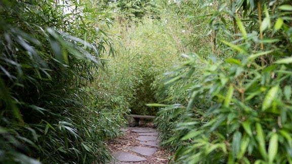Der japanische Garten in Bad Langensalza. Eine Kiefer wird mit einem Gestell in Form gebunden.