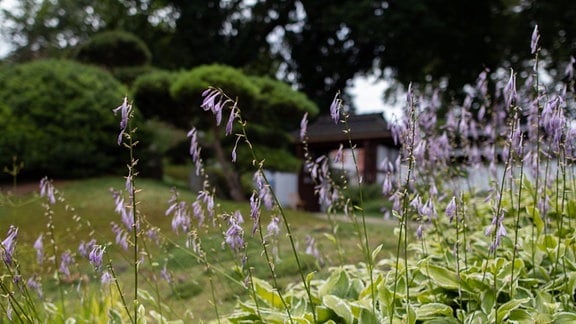 Der japanische Garten in Bad Langensalza. Blühende Funkien. 
