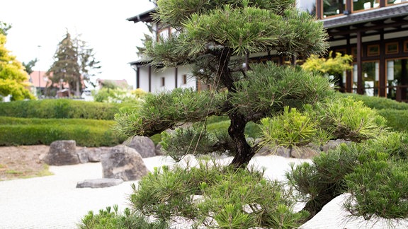 Der japanische Garten in Bad Langensalza. Ein Bonsai wird mithilfe von Band in Form gebunden. 