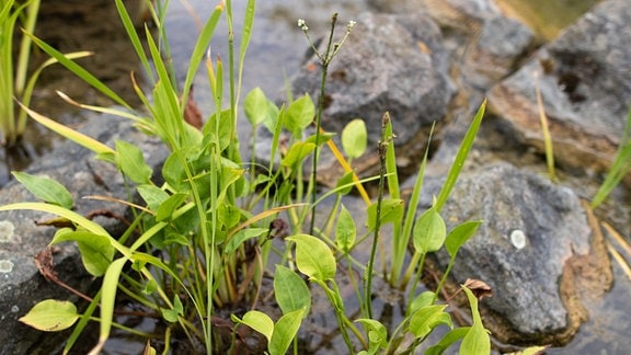 Der japanische Garten in Bad Langensalza. Iris und Wasserpflanzen in einem Teich. 
