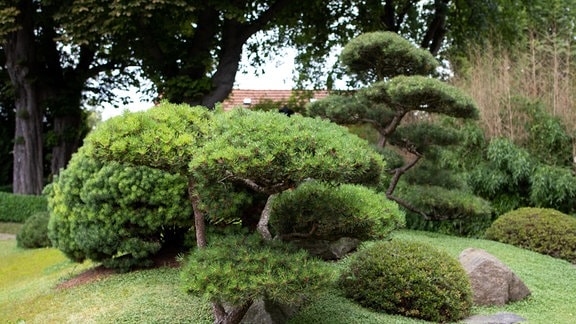 Der japanische Garten in Bad Langensalza. Ein Bonsai.